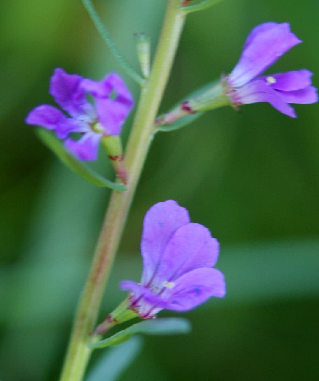 Lythrum junceum 4