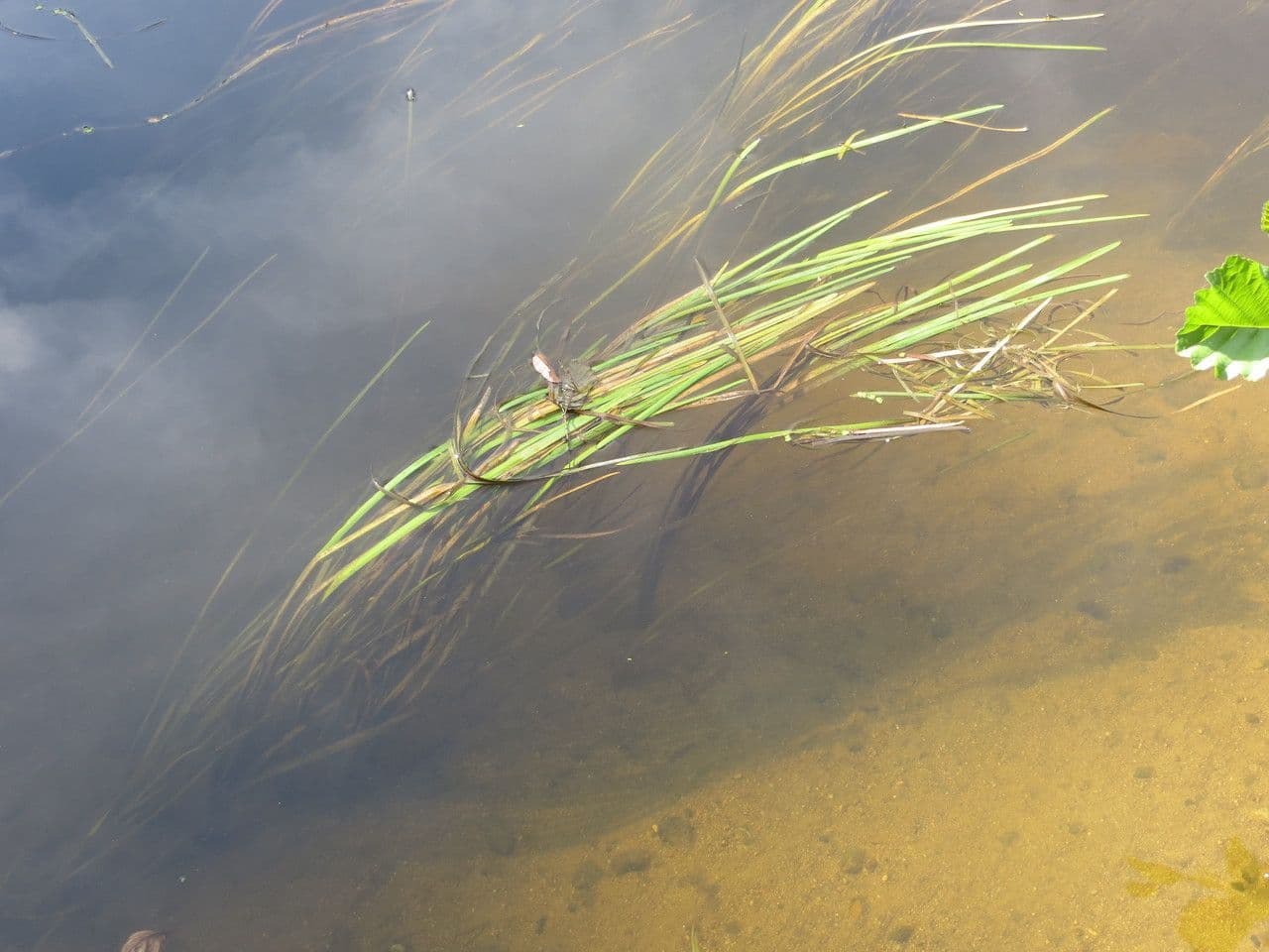Vallisneria a spirale 7
