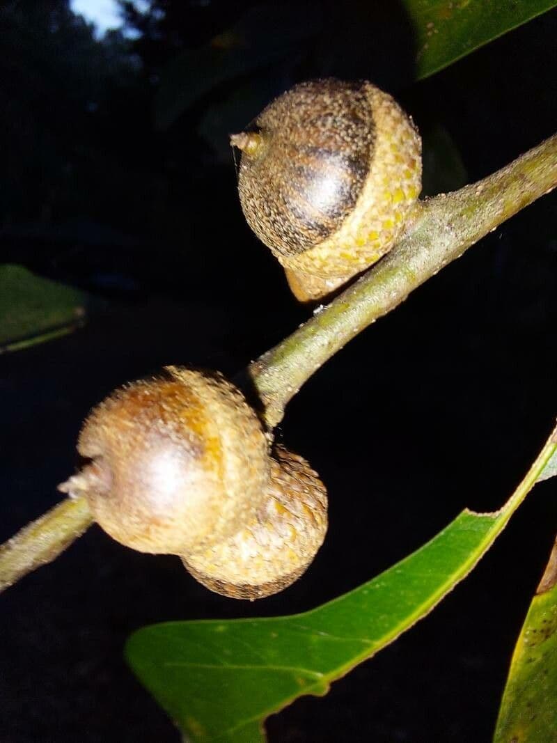 Quercia nera 2