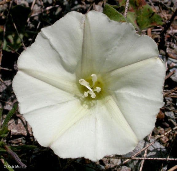Calystegia 2