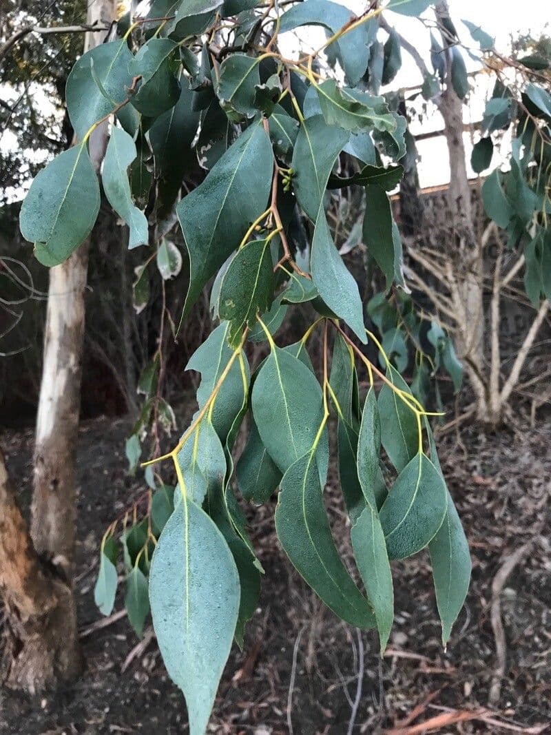 Schmuck-Eukalyptus 7