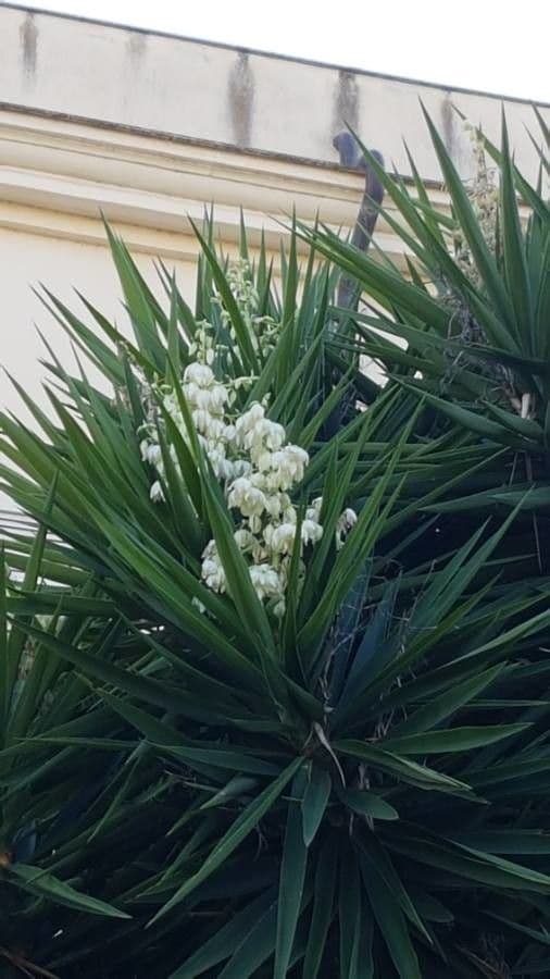 Bajonett-Yucca 7