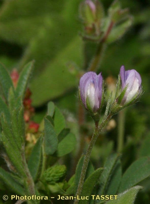 Vesce lenticulaire 6
