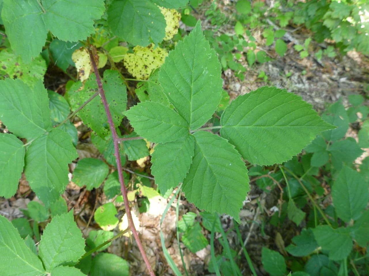 Rovo cuspido 3
