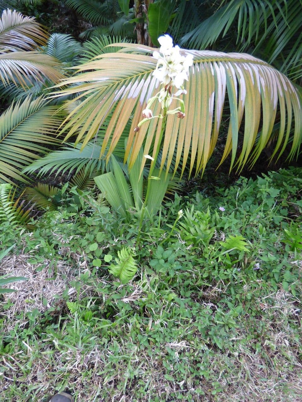 Spathoglottis plicata 11