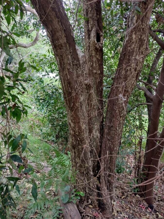 Syzygium 14