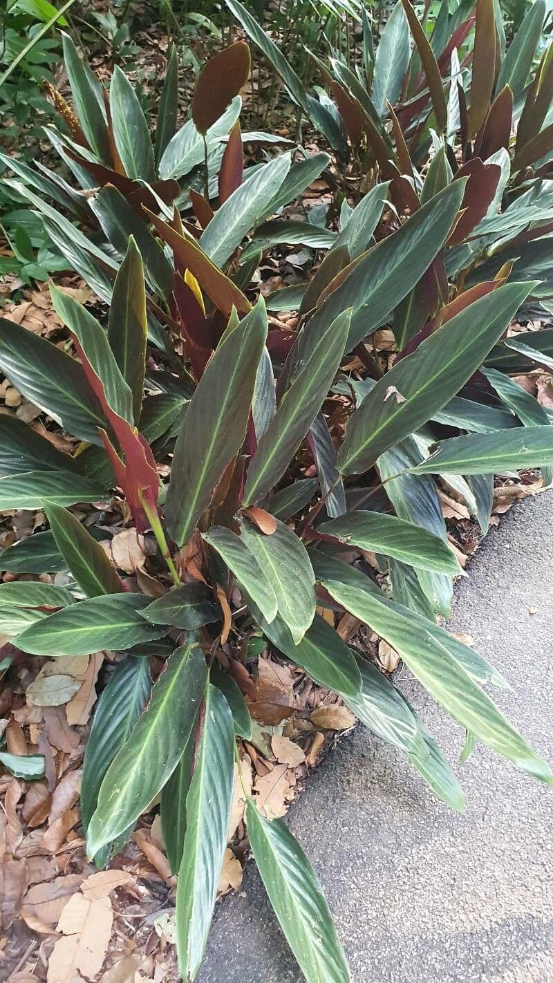 Ctenanthe 7