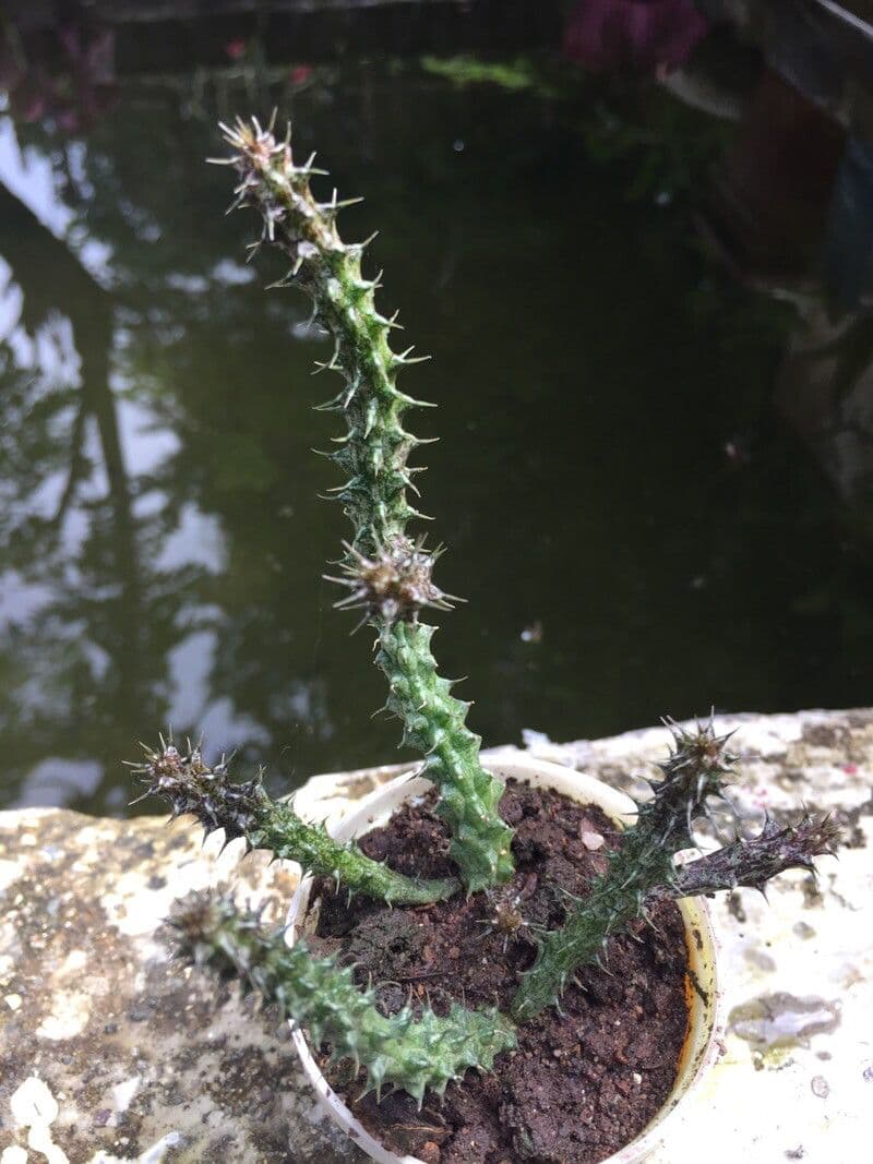 Edithcolea 15