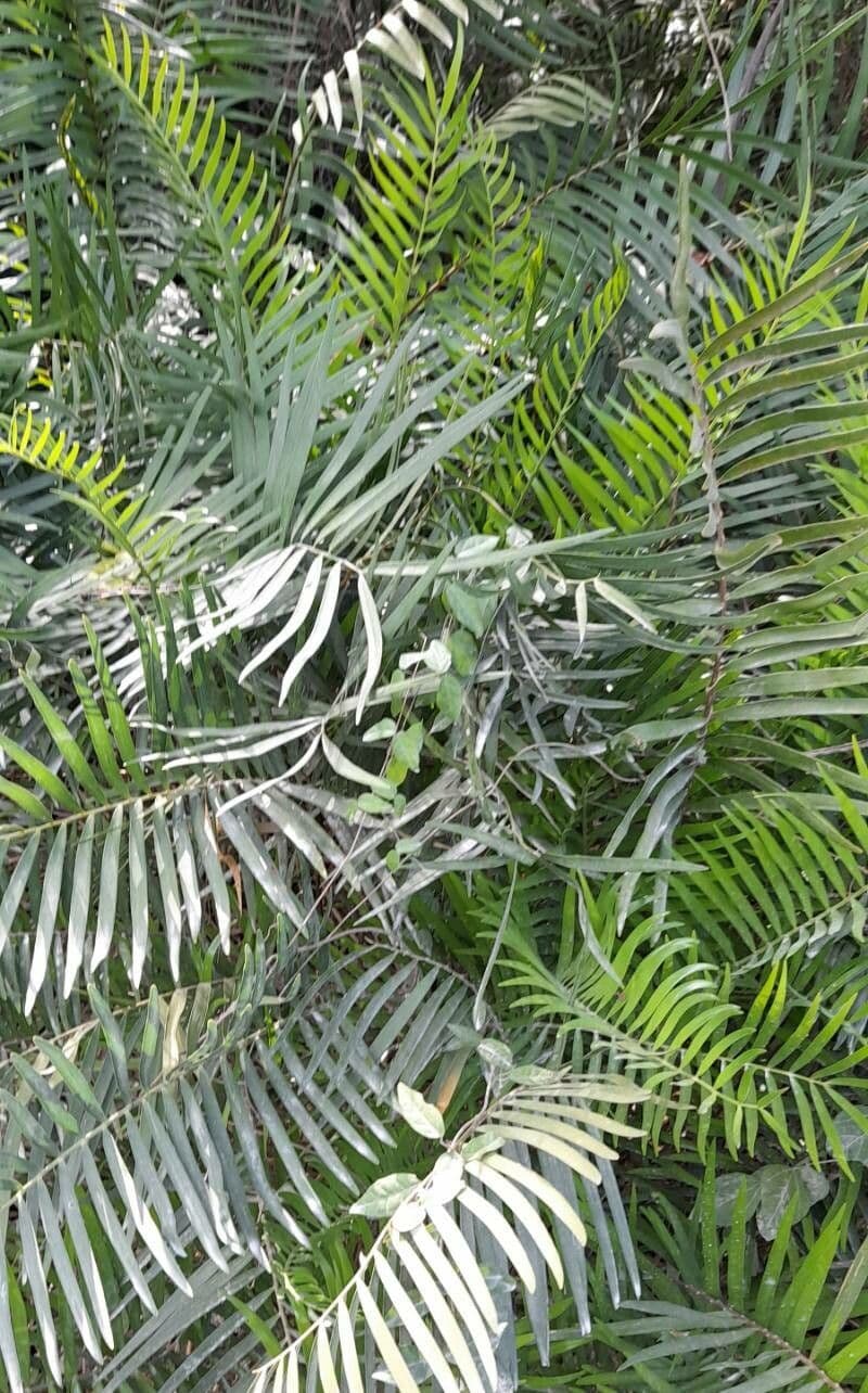 Zamia 14