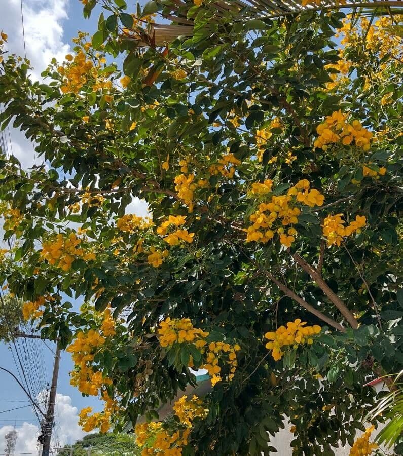 Senna 5