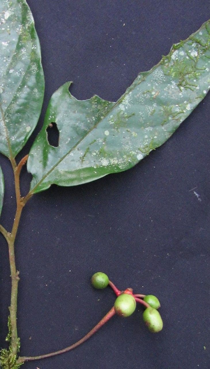 Desmopsis 7