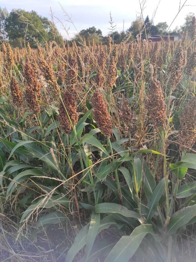 Sorgo 18