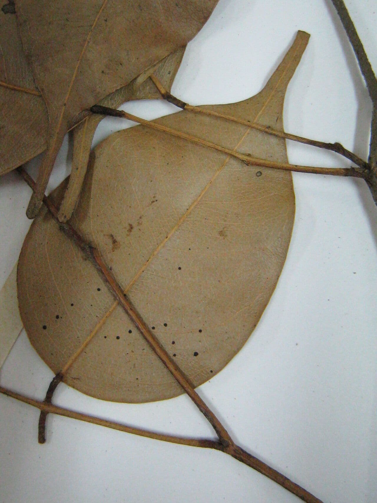 Swartzia 3
