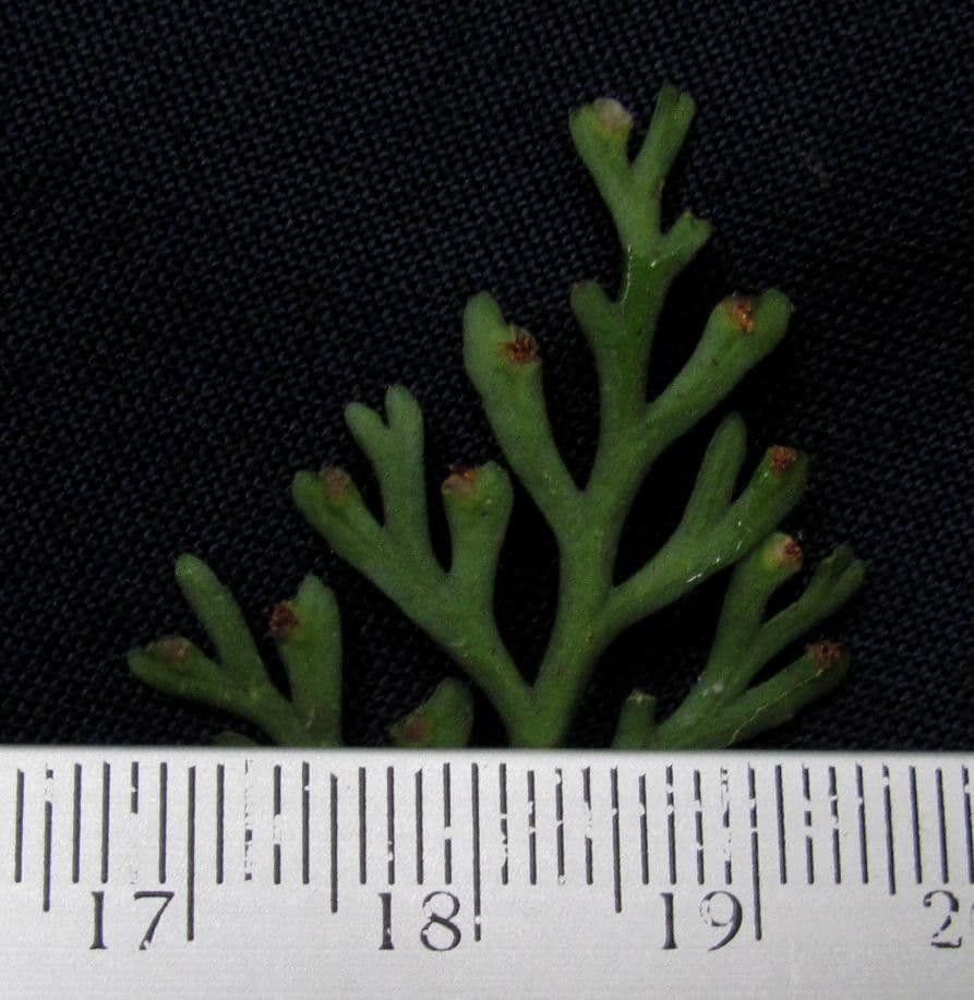 Asplenium