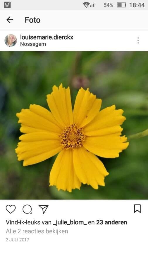 Coreopsis lanceolata 17