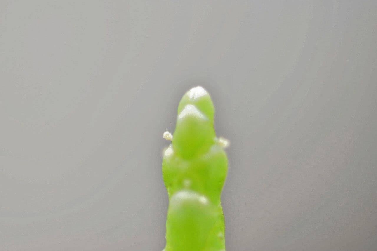 Salicornia glauca 3