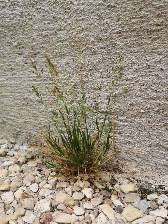 Eragrostis 10