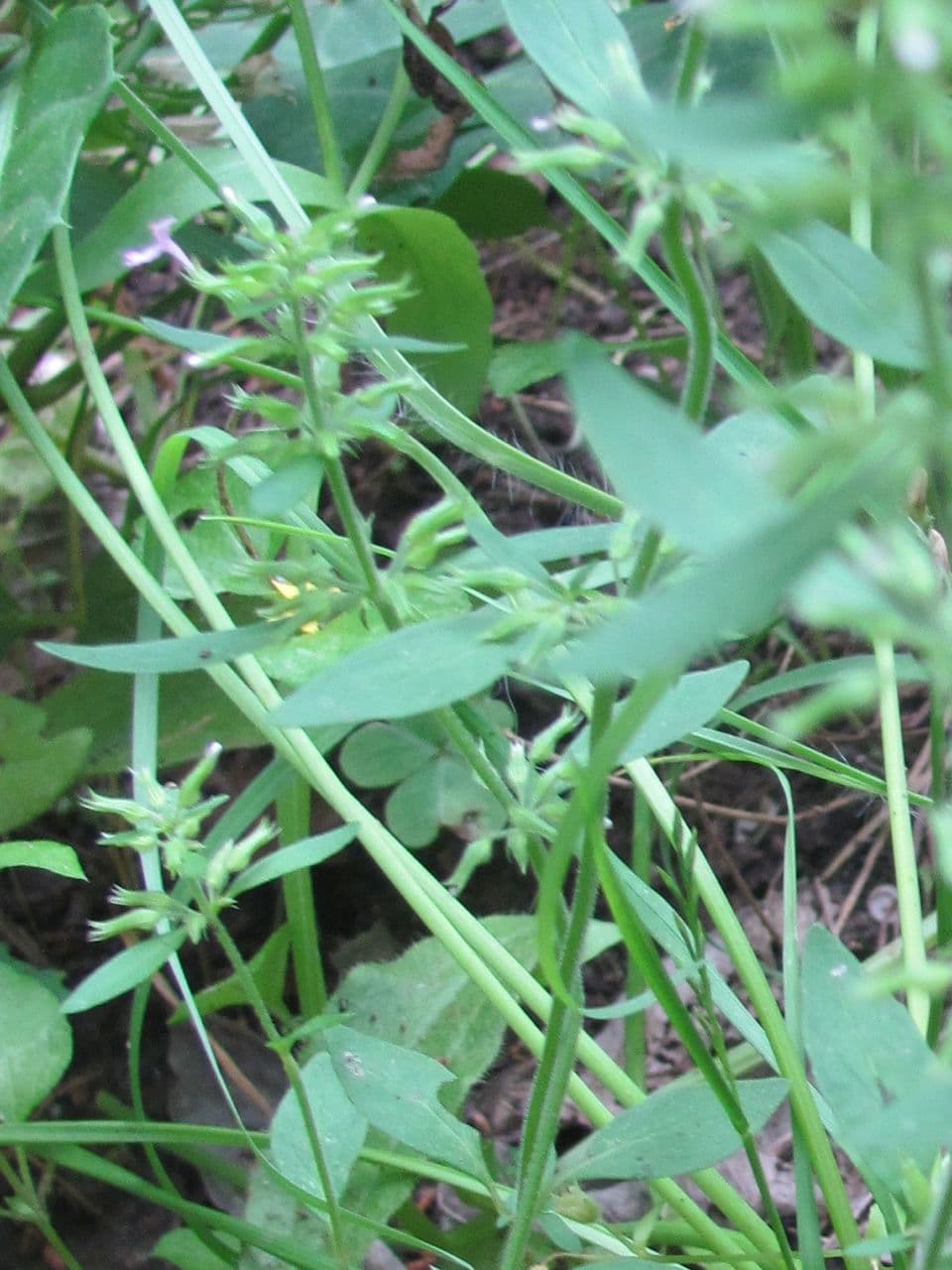 Menta falsa sottile