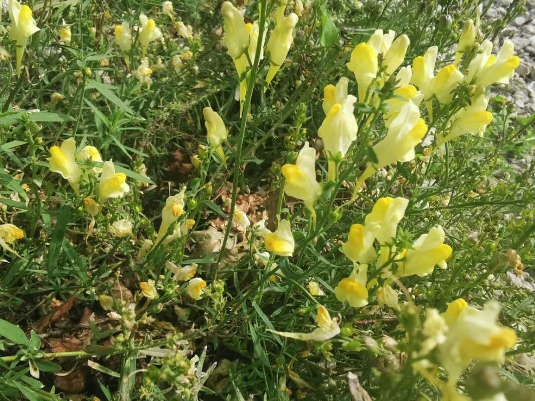 Linaria comune 26