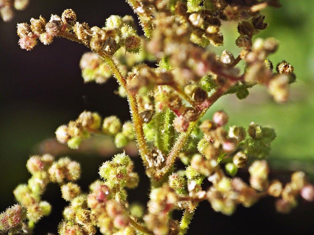 Chenopodio 18