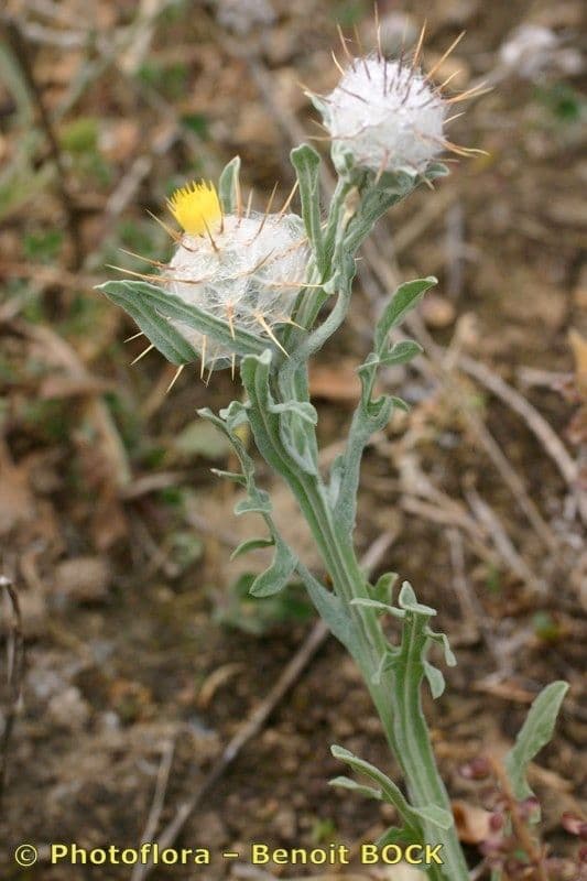 Zottiger Flockenblume 16