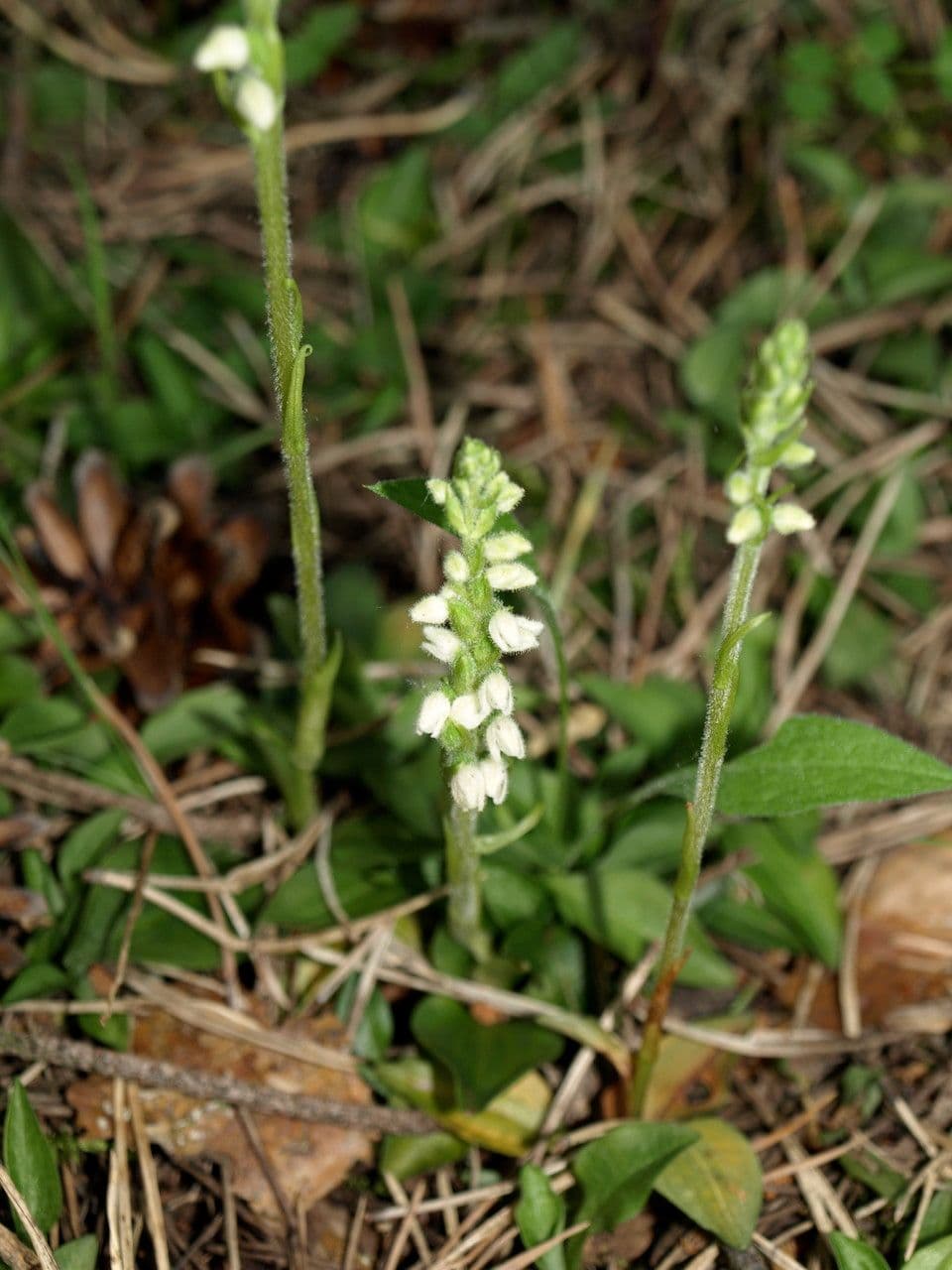 Gudiera 12