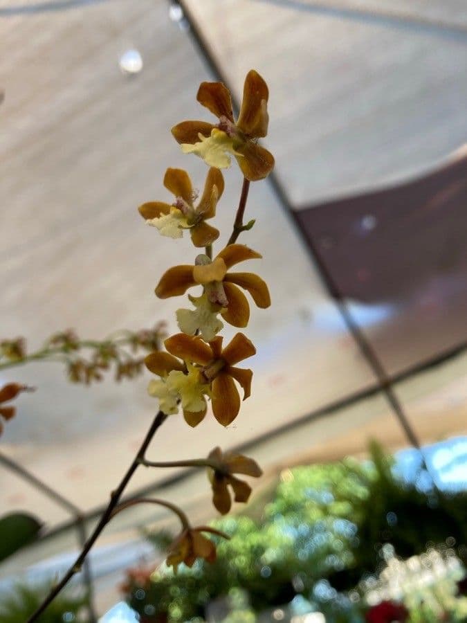 Prosthechea varicosa