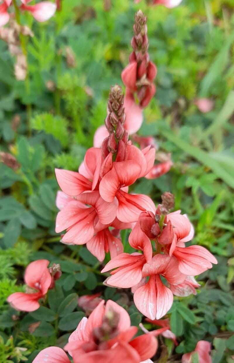 Indigofera