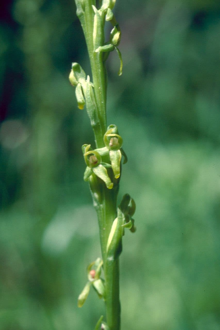 Platantera boreale 4
