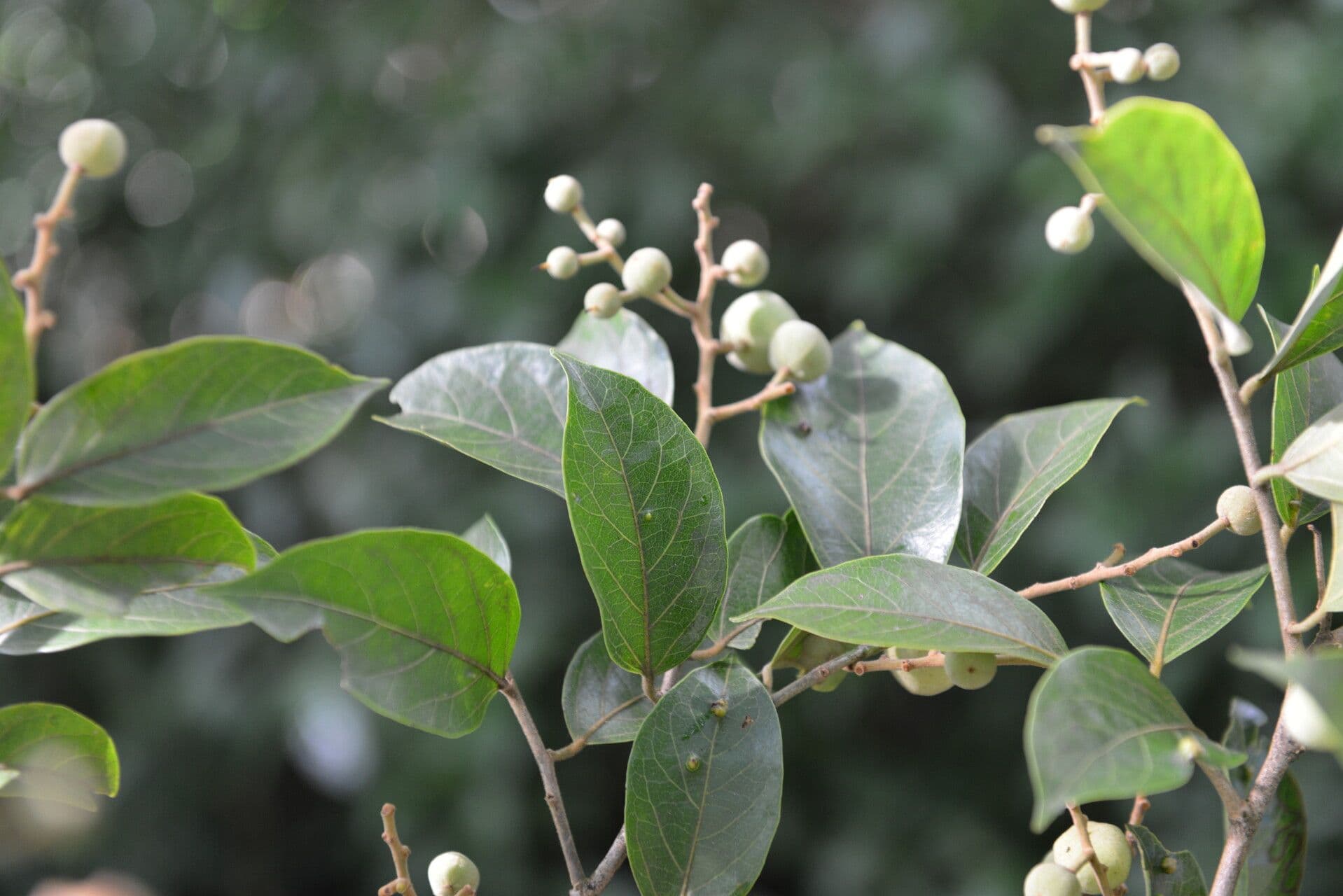 Mortoniodendron 4