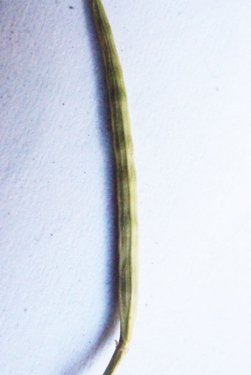 Echte Winterkresse 4