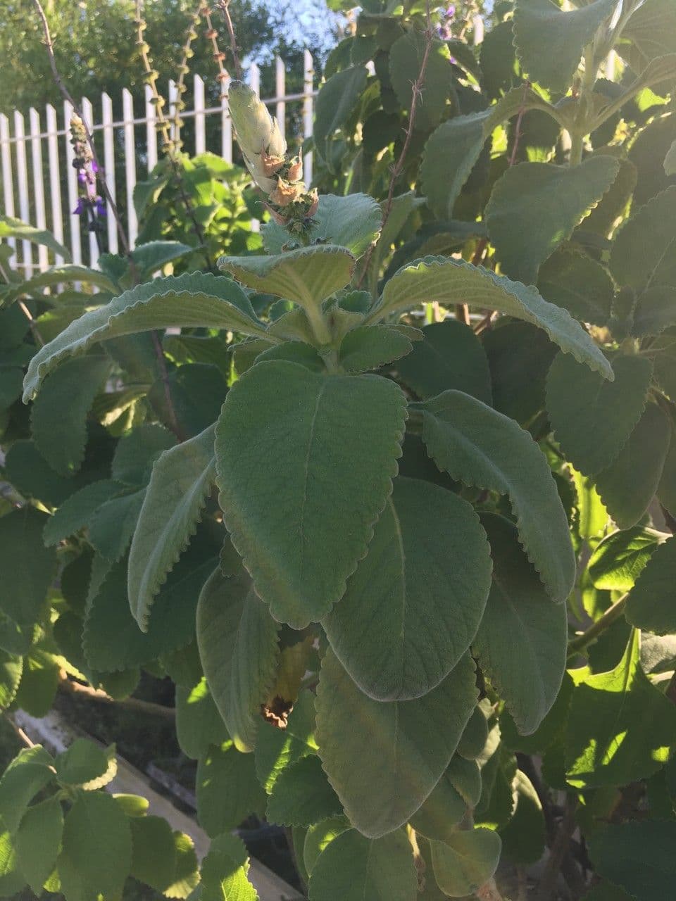 Coleus barbato 17