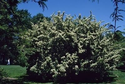 Photinia villosa 14