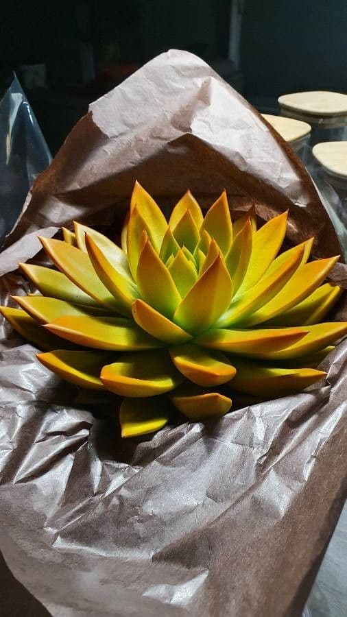 Echeveria 14