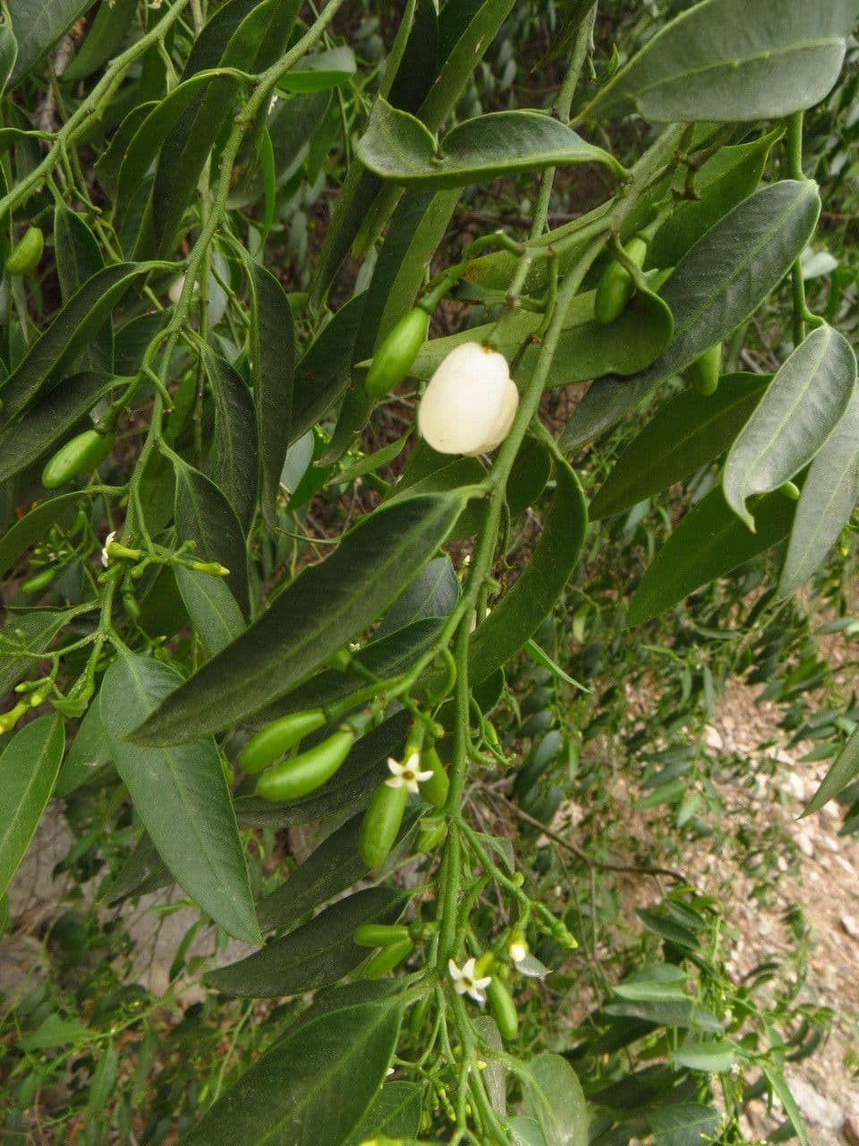 Vallesia