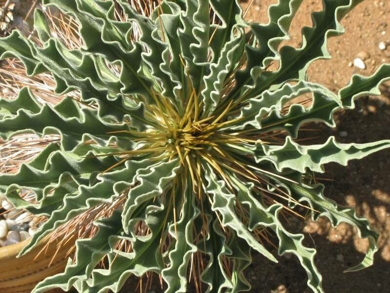 Pachypodium namaquanum 6