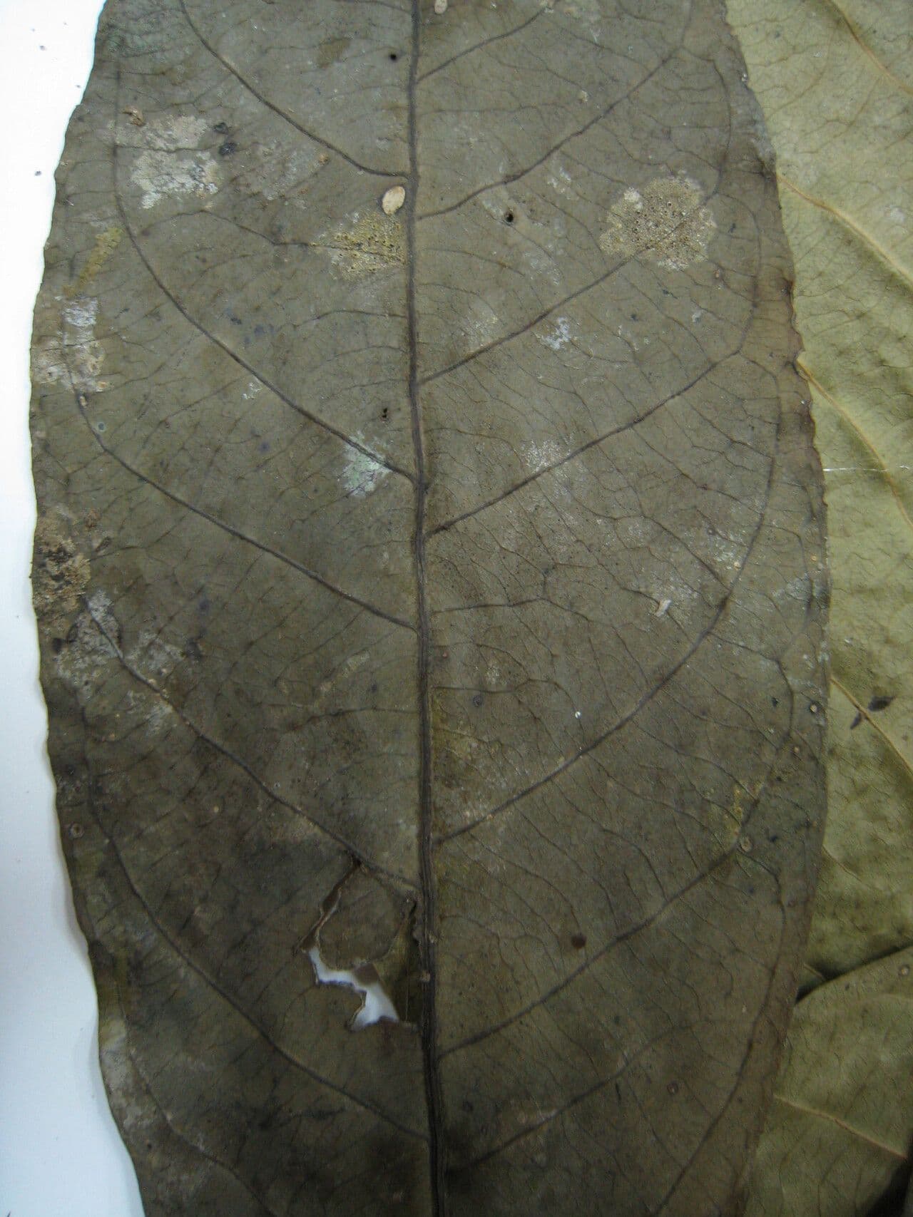 Ixora 8