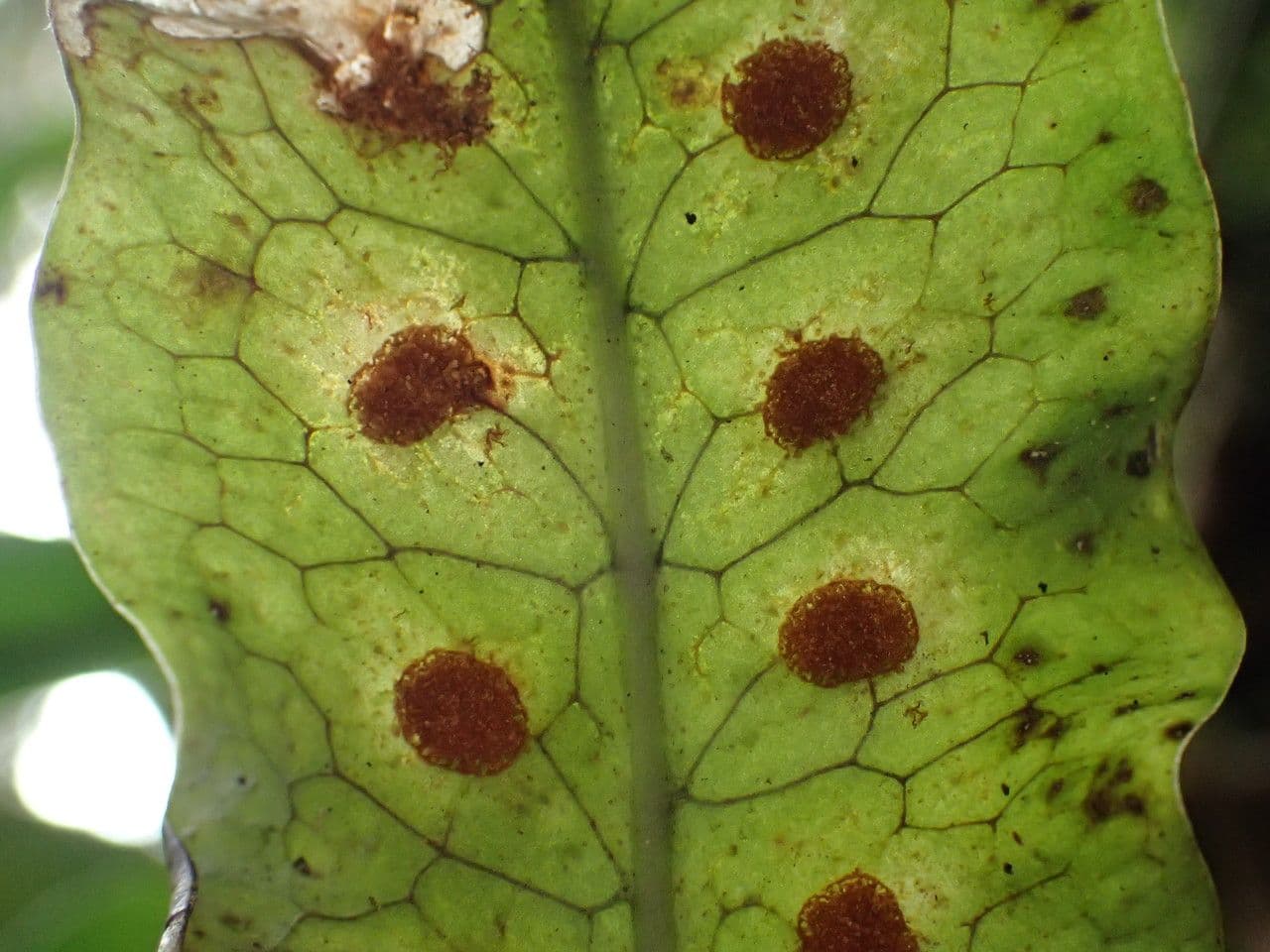 Lepisorus 2