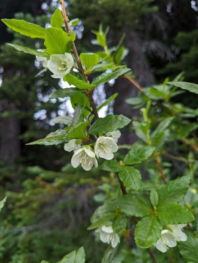 Rododendro albiflorum 5
