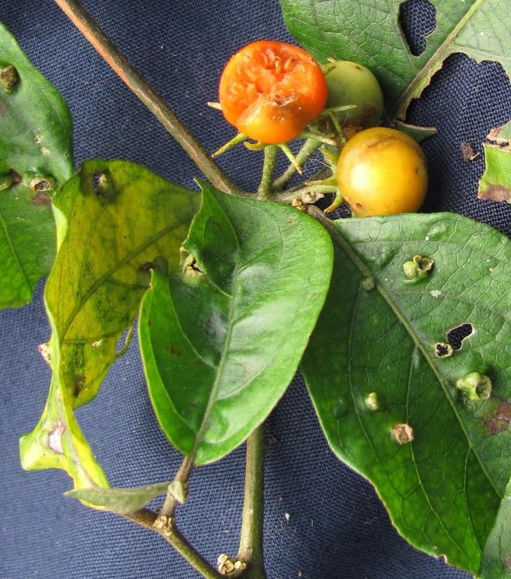 Lycianthes 3