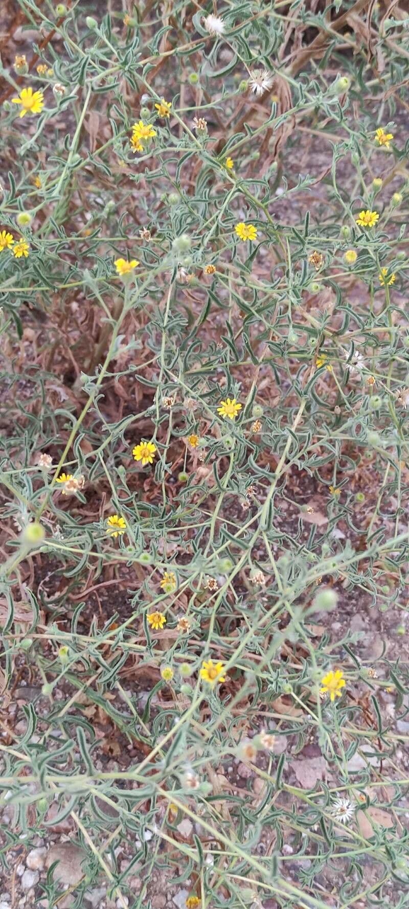 Pulicaria 12