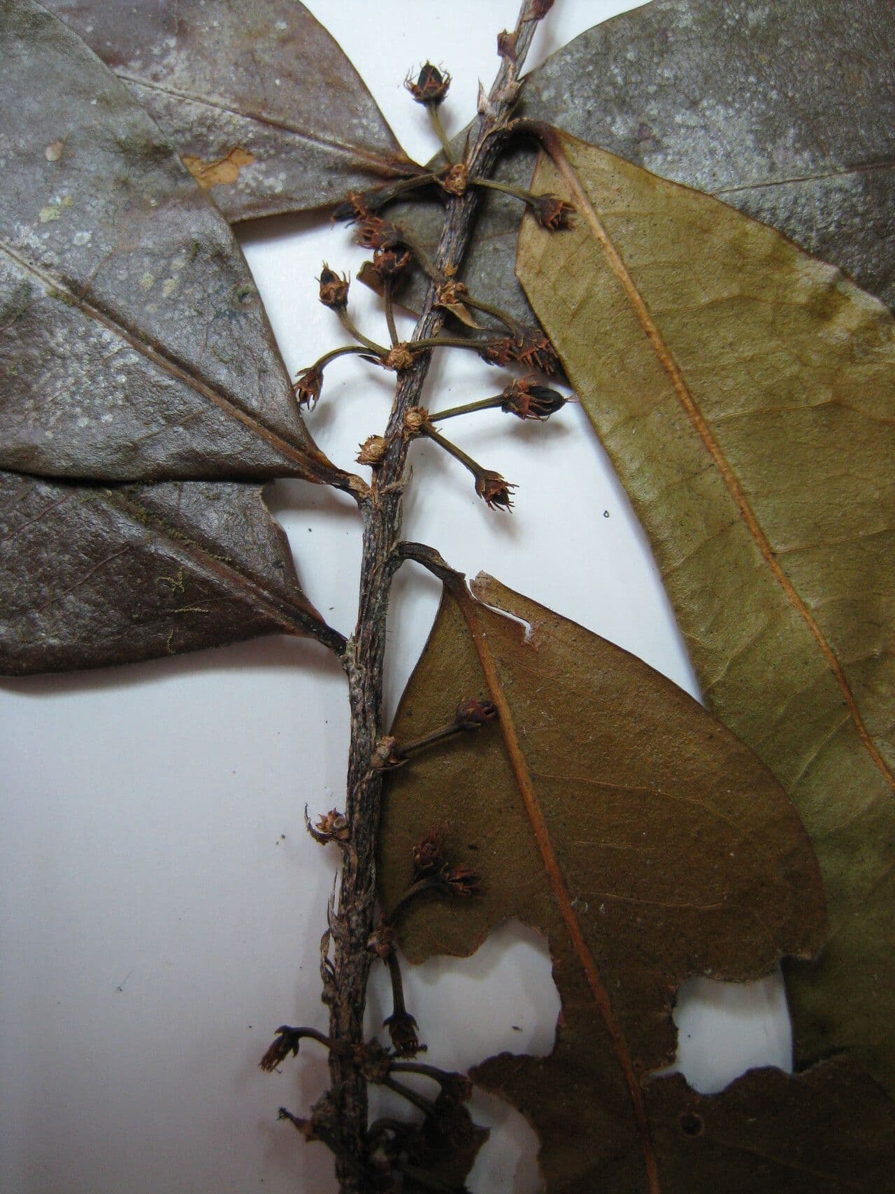 Erythroxylum 15