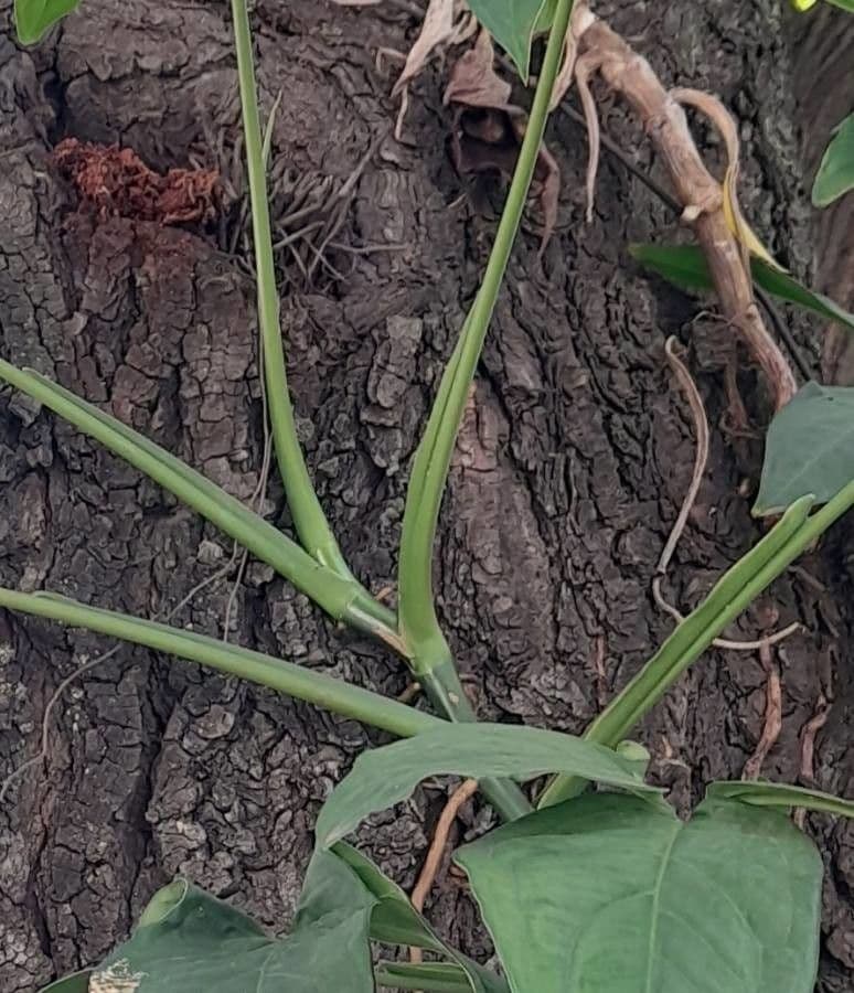 Syngonium 22