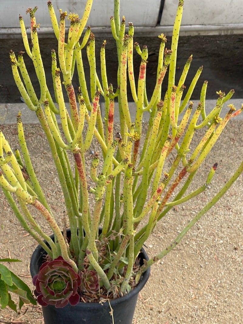 Pryšec 6