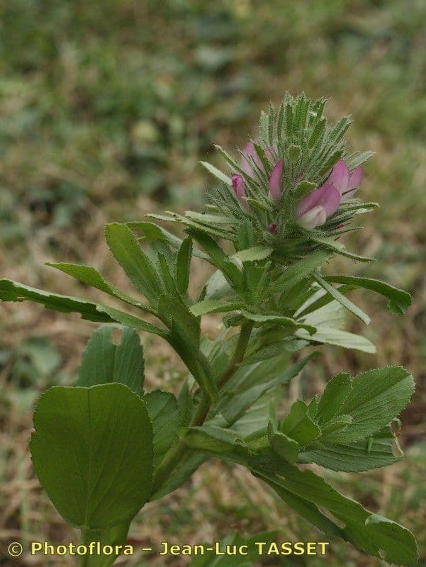 Wilżyna lisia 3
