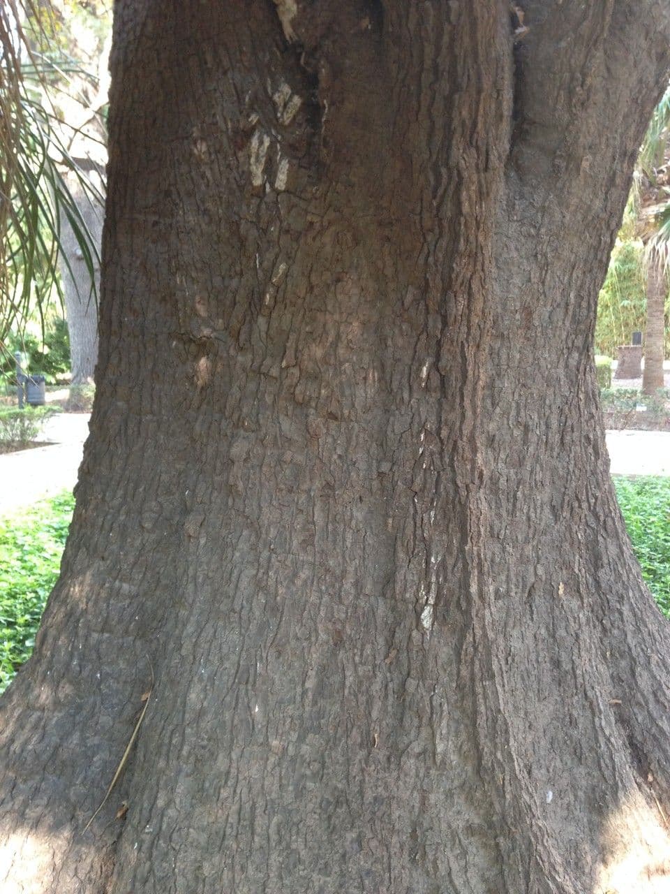 Yuca flaccida 18