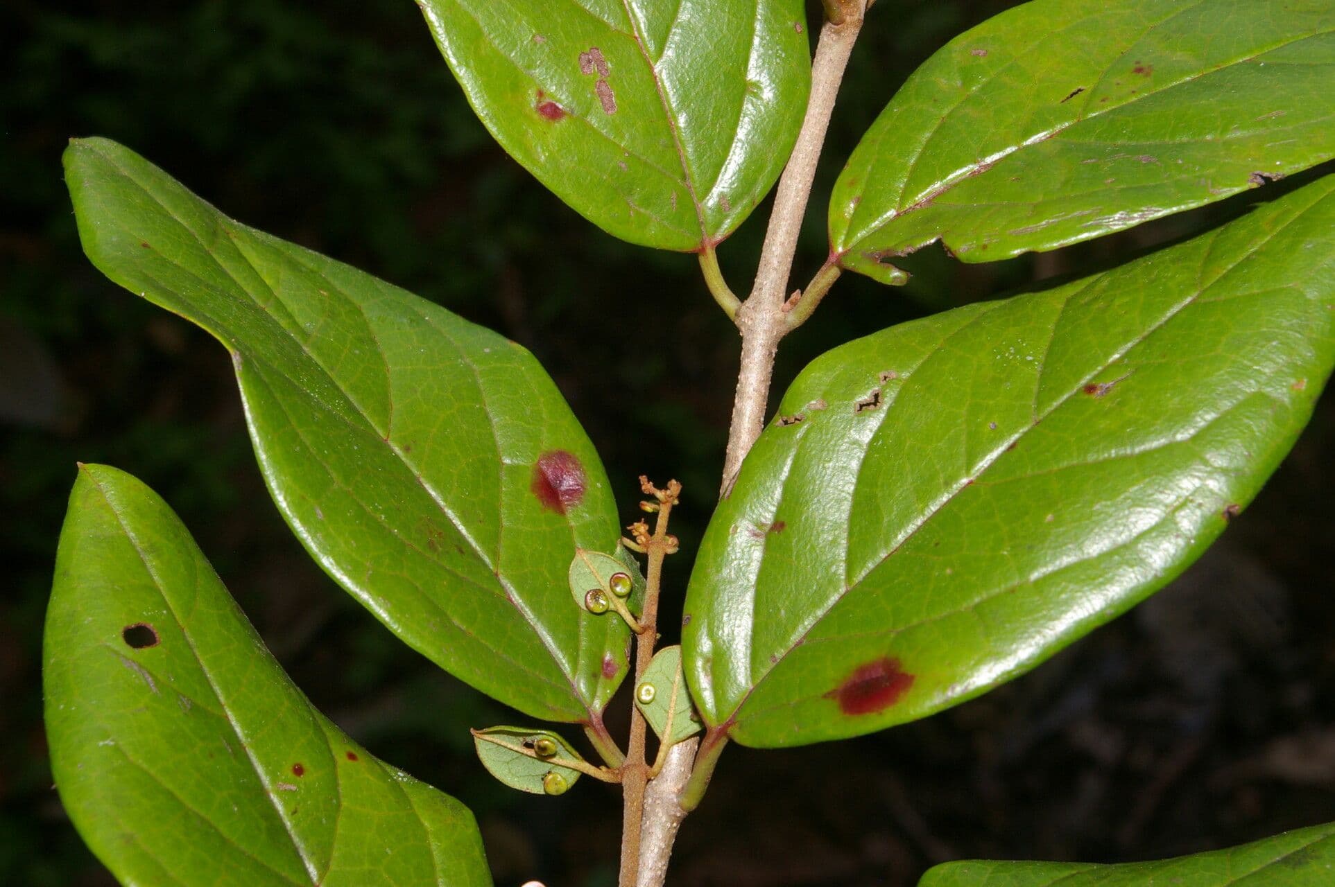 Heteropterys 6