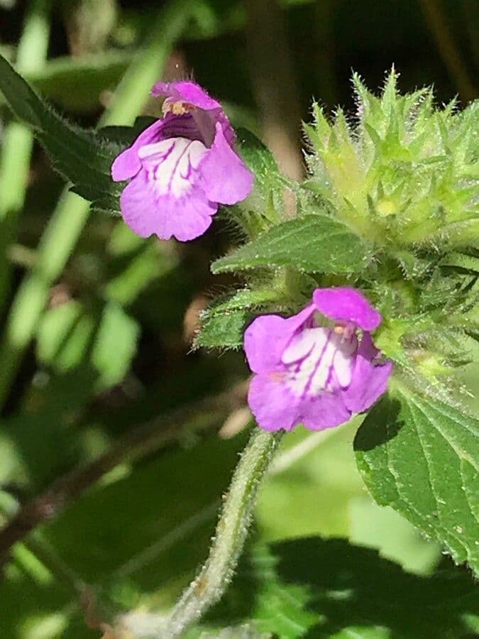 Canapetta pirenaica 3