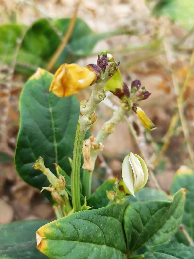Cornille 6