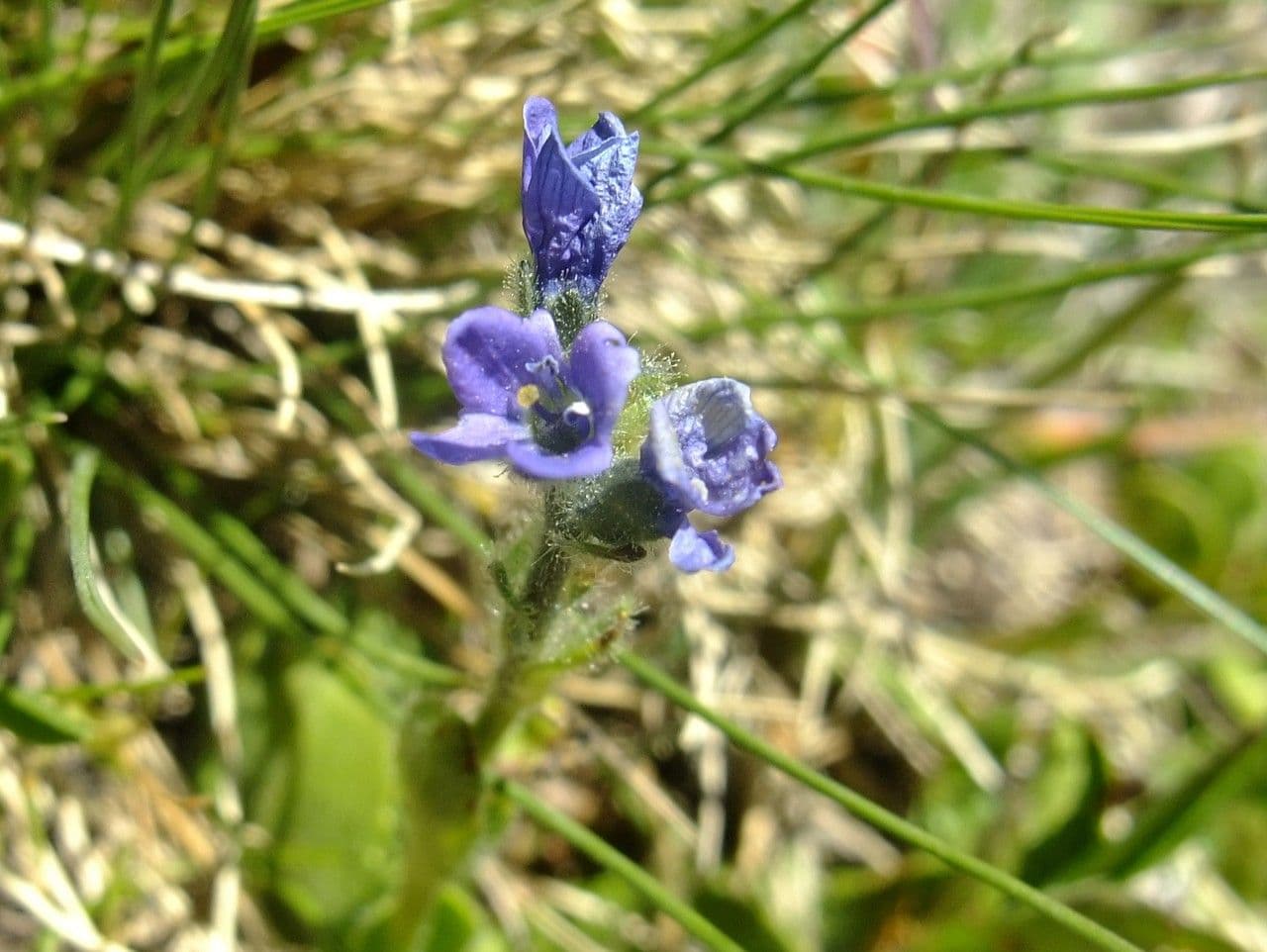 Veronica bellidioides 4